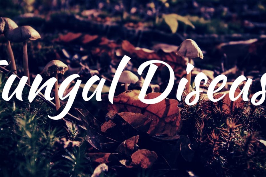 fungal disease