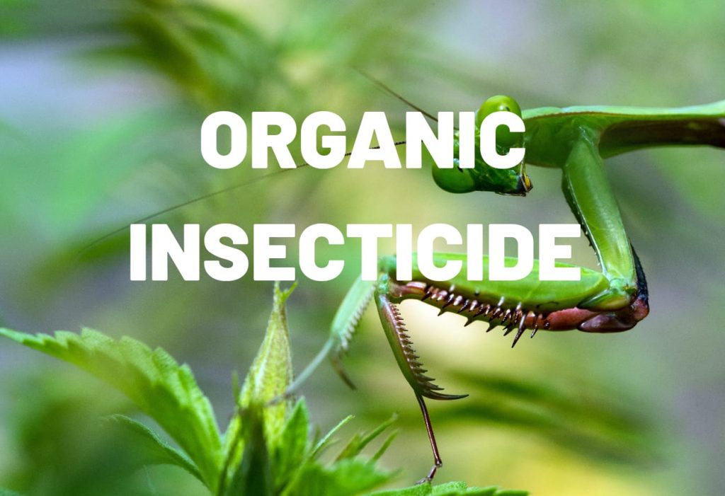 Organic Insecticide